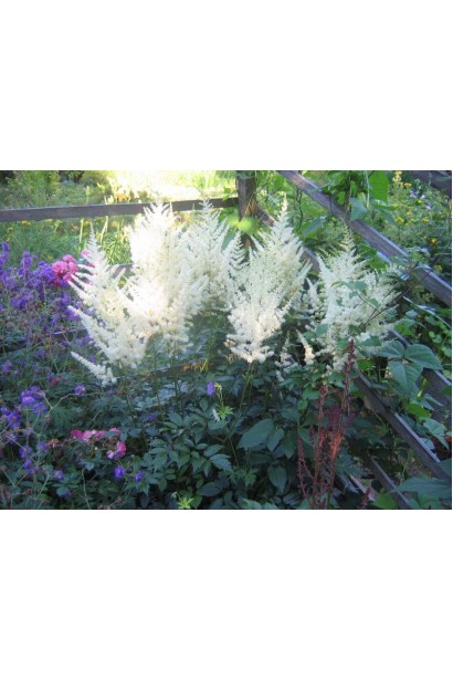 Астильба Diamant в квітнику