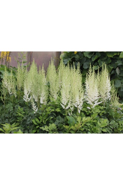 Астильба Арендса Даймонд