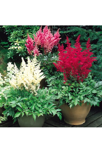 Астильба Арендса Діамант в горщику