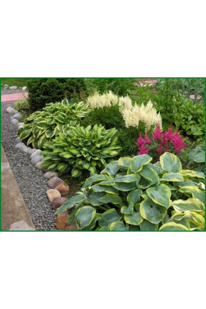 Астильба Діамант ландшафтний дизайн