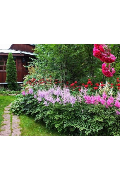 Астильба китайська Суперба в міксбордері