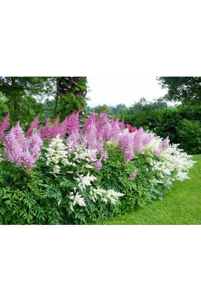 Astilbe chinensis Superba в ландшафті