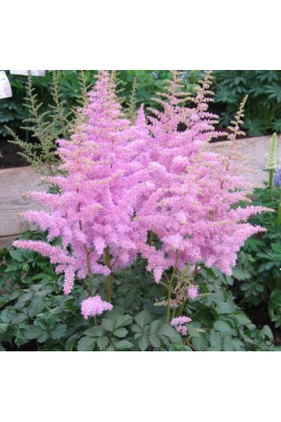 Астильба китайська Суперба