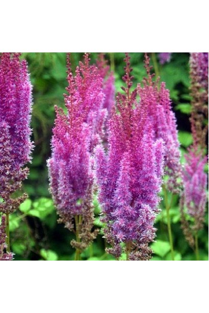 Астильба Суперба фіолетові волотисті суцвіття