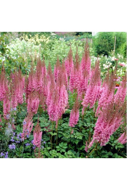 Астильба фіолетова