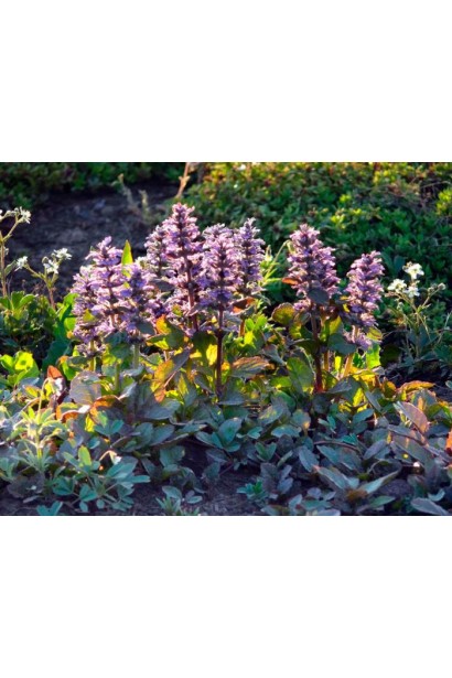  Ajuga reptans Rosea