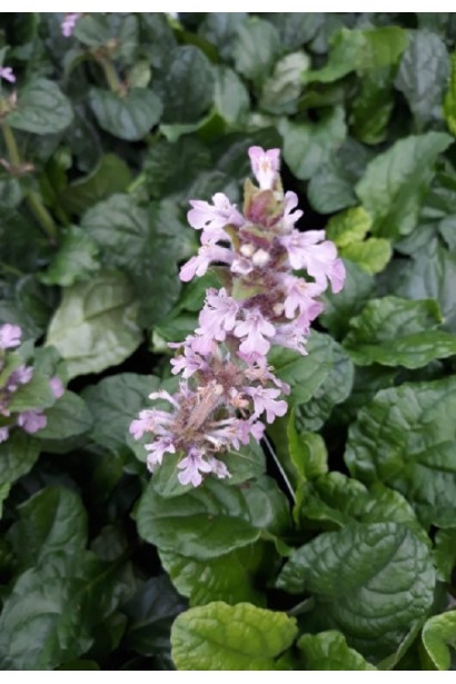 Аюга повзуча Розеа