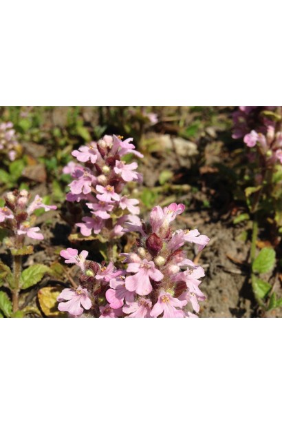 Горлянка повзуча Розеа рожеві квіти