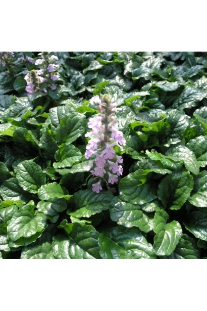 Горлянка повзуча Розеа