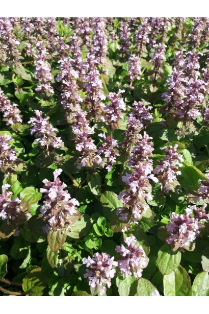 Горлянка повзуча Розеа цвітіння