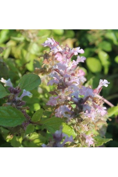 Живучка повзуча Розеа