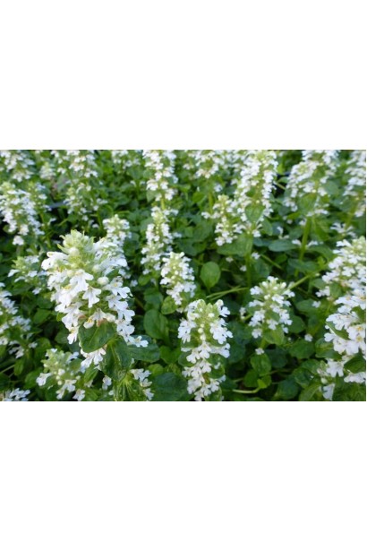 Аюга ползучая Альба