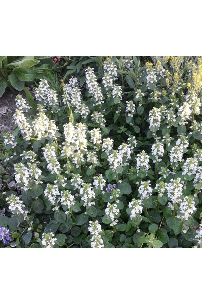 Ajuga reptans Alba