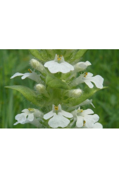 Цветы-колокольчики живучки Альба