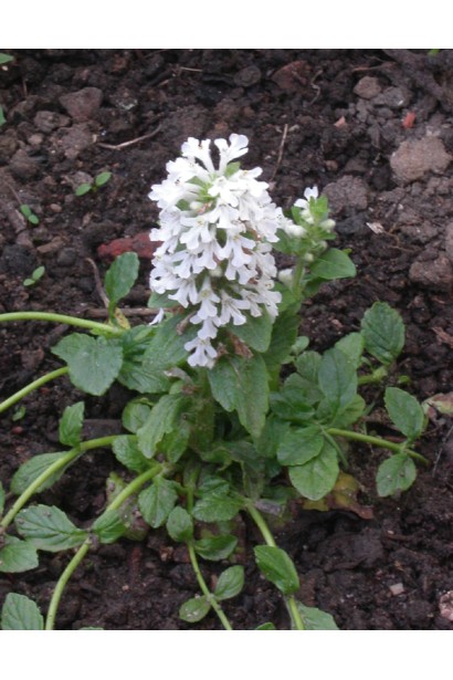 Живучка ползучая Альба белые колосовидные соцветия