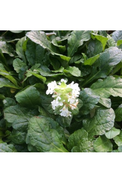 Живучка ползучая Альба зеленые глянцевые листья и белые цветы.