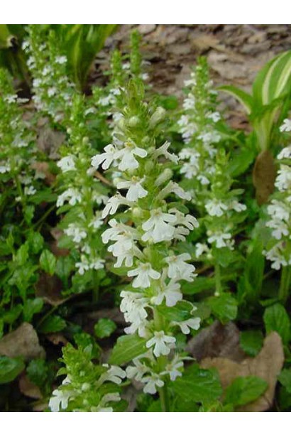 Живучка ползучая Альба