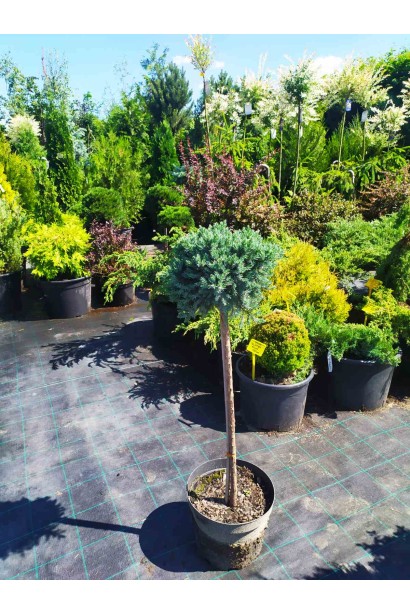 Ялівець лускатий Блю Стар на штамбі - 10л/вис.70-80см/20-30см/штамб 60см