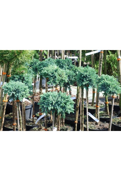 Juniperus squamata Blue Star on stambe