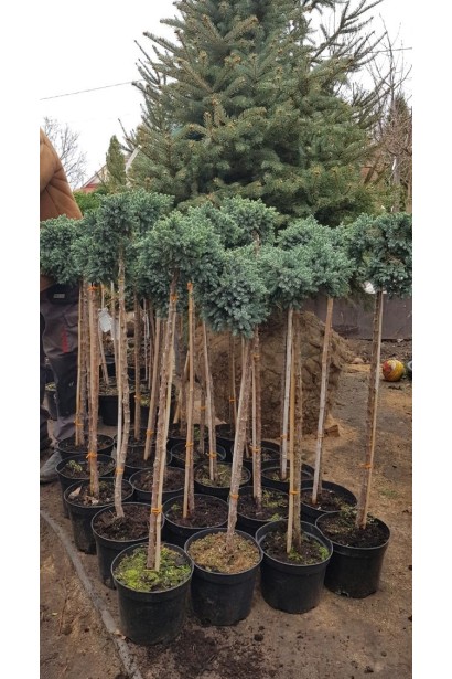 Ялівець лускатий Блю Стар на штамбі садовий центр проксіма