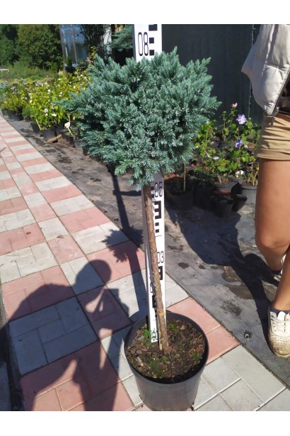 Ялівець лускатий Блю Стар на штамбі - 10л/вис.70-80см/20-30см/штамб 60см