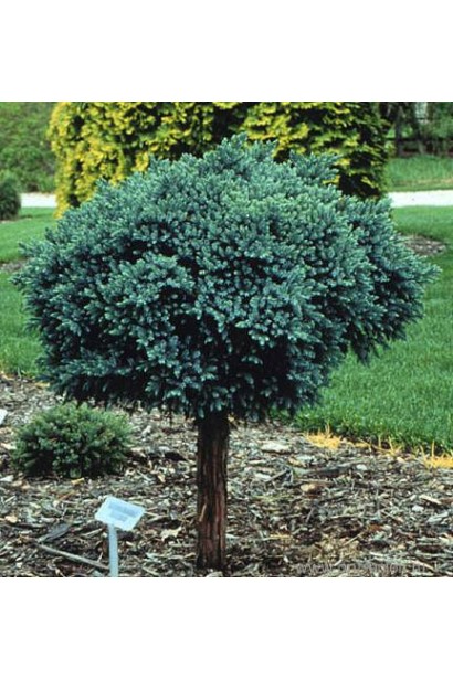 Ялівець лускатий Блю Стар на штамбі 