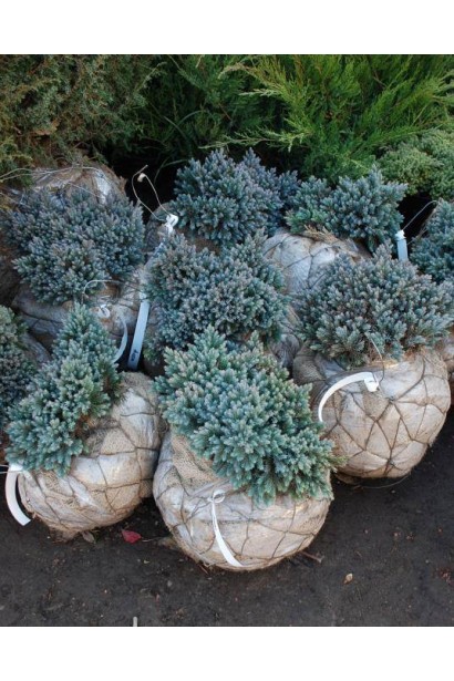 Ялівець лускатий Блю Стар на штамбі 