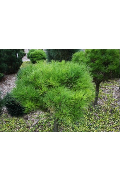 Pinus densiflora Alice Verkade для саду