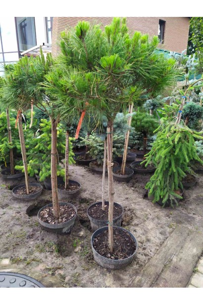 Компактна сосна на декоративному штамбі