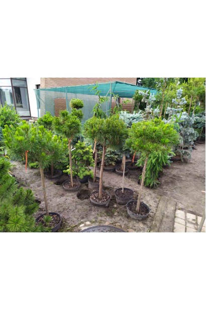 Сосна густоквіткова Аліса Веркаде на штамбі