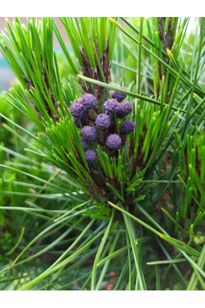 Хвоя сосни Аліса Веркаде із зеленою хвоєю