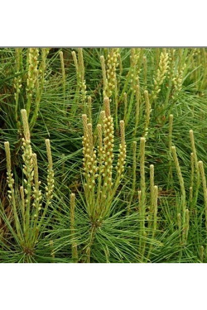 Pinus densiflora Alice Verkade on stambe