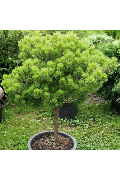 Сосна Аліса Веркаде на штамбі