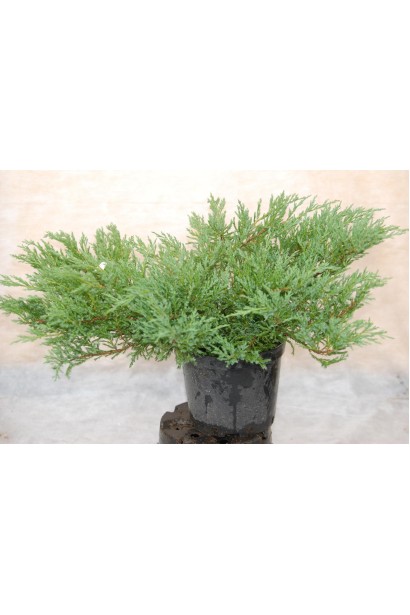 Ялівець Андорра Компакт саджанець С5