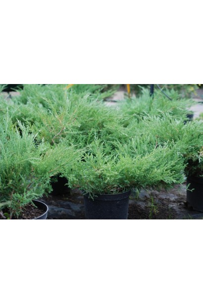 Саджанці Ялівецю Андорра Компакт