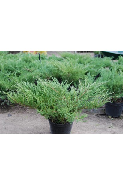 Ялівець карликовий Андорра Компакт