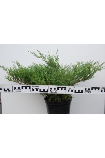 Ялівець Андорра Компакт діаметр крони 50-60 см