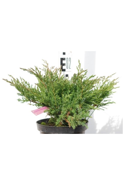 Ялівець Андорра Компакт контейнер 3 л висота 15-20 см