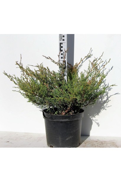 Ялівець Андорра Компакт С5 висота 25-30 см