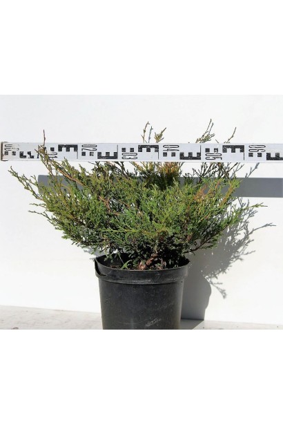 Ялівець Андорра Компакт С5 діаметр 50-60 см