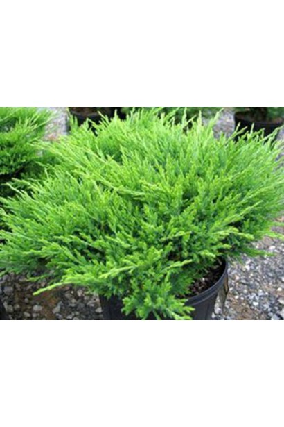 Ялівець Андорра Компакт зелена луската хвоя