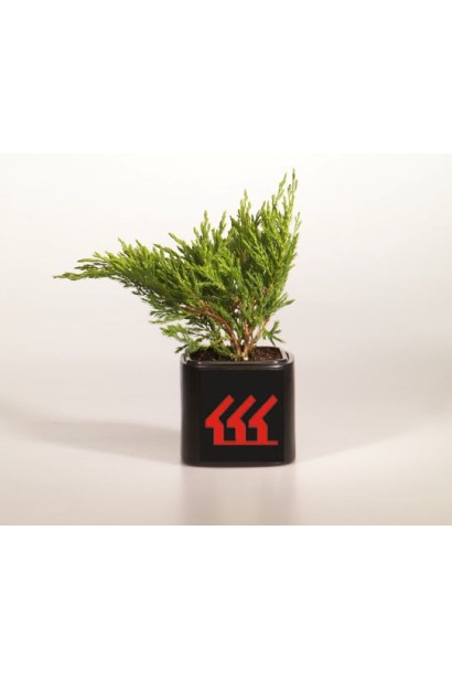 Ялівець горизонтальний Андорра Компакт саджанець Р9