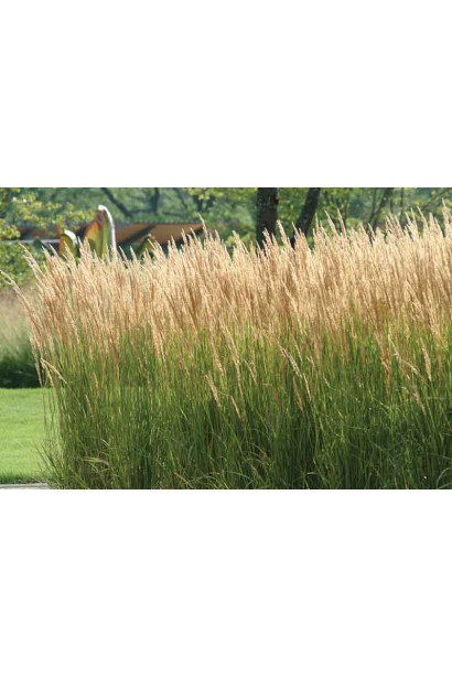 Білотрав Карл Форстер 