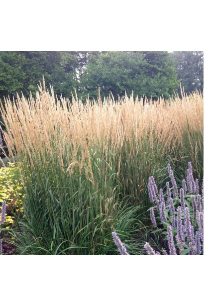 Війник гостроквітковий Карл Форстер