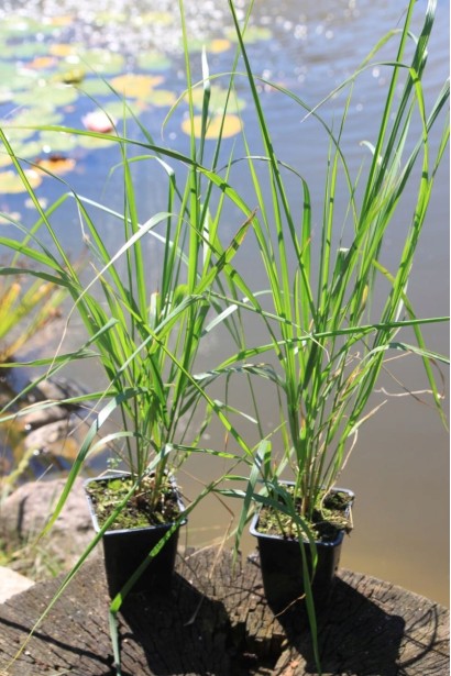 Війник Карл Форстер саджанці в контейнері