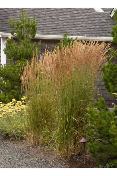  Calamagrostis acutiflora Karl Foerster