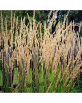 Вейник остроцветковый Карл Фоерстер | Calamagrostis acutiflora Karl Foerster | Війник гостроквітковий Карл Фоерстер