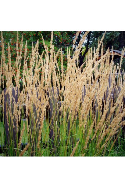 Війник Карл Форстер повітряні бежеві волоті