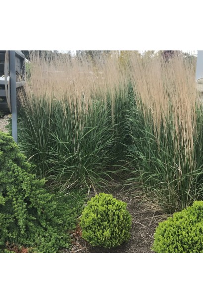 Куничник Карл Форстер