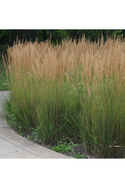 Війник Карл Фоестер багаторічна декоративна трава